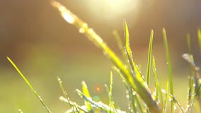 Spring frost,hoarfrost spring,plants covered with frost in spring stock video Spring frost,hoarfrost spring,plants covered with frost in spring stock video