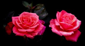 Attractive pair of pink roses flowers in a tropical garden royalty free stock images Attractive pair of pink roses flowers in a tropical garden royalty free stock images