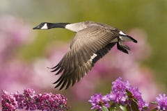 Spring Goose In Flight With Crab Apple Royalty Free Stock Photo