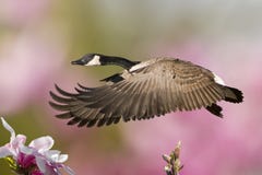 Spring Goose In Flight With Magnolias Royalty Free Stock Photography