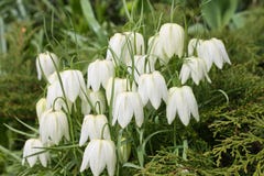 A spring grassy flower-hazel grouse chess white blossomed on a flowerbed stock photo A spring grassy flower-hazel grouse chess white blossomed on a flowerbed stock photo