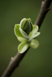 Spring green lilac's bud