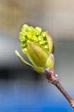 Spring Growing Bud Stock Photos Spring Growing Bud Stock Photos