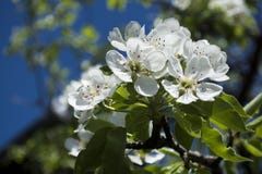 Spring is here Stock Photo Spring is here Stock Photo