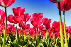 Spring landscape with beautiful pink tulips stock photo Spring landscape with beautiful pink tulips stock photo