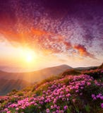Spring landscape with the cloudy sky and Flower stock photography Spring landscape with the cloudy sky and Flower stock photography