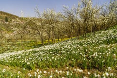 Spring landscape with daffodils among trees Stock Photo Spring landscape with daffodils among trees Stock Photo