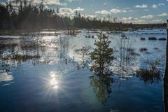 Spring landscape with trees and melt water on the shore of a lake. stock photos Spring landscape with trees and melt water on the shore of a lake. stock photos