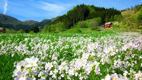 Spring Landscape With A Field Of Wild Pink Cuckoo Flowers And A Red House In A Green Valley Stock Images