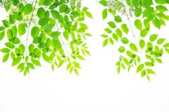 Spring Leaves Background Stock Images