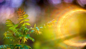 Spring leaves and lens flare stock photography Spring leaves and lens flare stock photography