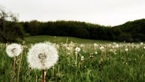 Spring meadow full of flowers royalty free stock photos Spring meadow full of flowers royalty free stock photos