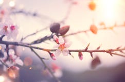 Spring nature background with blooming almond tree royalty free stock photography Spring nature background with blooming almond tree royalty free stock photography