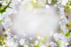 Spring nature background. Springtime cherry blossom with green leaves with sun light and bokeh Stock Photo Spring nature background. Springtime cherry blossom with green leaves with sun light and bokeh Stock Photo