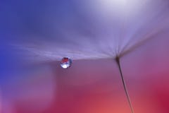 Spring Nature Blossom Web Banner Or Header.Abstract Macro Photo.Artistic Background.Fantasy Design.Colorful Wallpaper.Artwork,Drop Royalty Free Stock Images Spring Nature Blossom Web Banner Or Header.Abstract Macro Photo.Artistic Background.Fantasy Design.Colorful Wallpaper.Artwork,Drop Royalty Free Stock Images