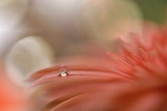 Spring Nature Blossom Web Banner Or Header.Abstract Macro Photo.Artistic Background.Fantasy Design.Colorful Wallpaper.Artwork,Drop Stock Photo Spring Nature Blossom Web Banner Or Header.Abstract Macro Photo.Artistic Background.Fantasy Design.Colorful Wallpaper.Artwork,Drop Stock Photo