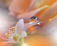 Spring Nature Blossom Web Banner Or Header.Abstract Macro Photo.Artistic Background.Fantasy Design.Colorful Wallpaper.Artwork,Drop Royalty Free Stock Images Spring Nature Blossom Web Banner Or Header.Abstract Macro Photo.Artistic Background.Fantasy Design.Colorful Wallpaper.Artwork,Drop Royalty Free Stock Images