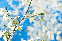 Spring and nature. royalty free stock photo Spring and nature. royalty free stock photo