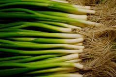 Spring Onions Royalty Free Stock Photography