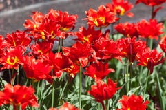 Spring in the park, Tulips are red. Closeup photo of red tulip c stock photography Spring in the park, Tulips are red. Closeup photo of red tulip c stock photography