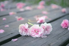 Spring, pink cherry blossoms falling on a wooden path stock photos Spring, pink cherry blossoms falling on a wooden path stock photos