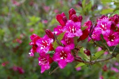 Spring pink, fucsia floral background. Pink flowers shrub, bush blooming in garden. Abstract spring blooming flowers