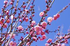 Spring Plum Blossom Branches Pink Flower Royalty Free Stock Photography Spring Plum Blossom Branches Pink Flower Royalty Free Stock Photography