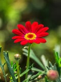 Spring Red Chrysanthemum Flower in Green Background royalty free stock images Spring Red Chrysanthemum Flower in Green Background royalty free stock images