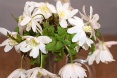 Spring snowdrops in a vase on a old wooden background royalty free stock image Spring snowdrops in a vase on a old wooden background royalty free stock image