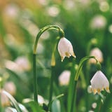 Spring snowflakes flowers. leucojum vernum carpaticum Beautiful blooming flowers in forest with natural colored background. stock photography Spring snowflakes flowers. leucojum vernum carpaticum Beautiful blooming flowers in forest with natural colored background. stock photography
