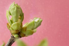 Spring sprout spring green in the rain on a pink background royalty free stock photos Spring sprout spring green in the rain on a pink background royalty free stock photos