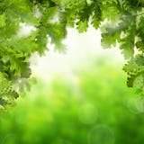 Spring or Summer Background with Greeen Oak Leaves stock images Spring or Summer Background with Greeen Oak Leaves stock images