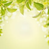 Spring summer background with green leaves,light and bokeh Stock Photography Spring summer background with green leaves,light and bokeh Stock Photography