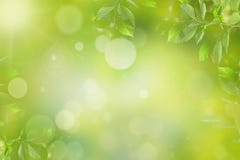 Spring or summer background, green tree leaves frame royalty free stock image Spring or summer background, green tree leaves frame royalty free stock image