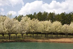 Spring Tree Blooms stock image Spring Tree Blooms stock image