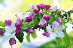 Spring tree flowers stock image