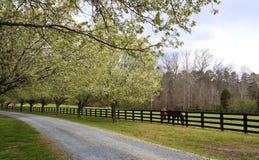 Spring Trees Blooming Beside Driveway And Horses Royalty Free Stock Photos