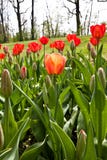 Spring Tulips Impregnated By The Sun Royalty Free Stock Images
