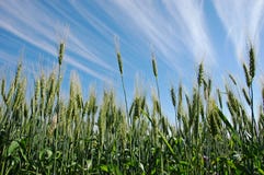 Spring Wheat Stock Photo Spring Wheat Stock Photo