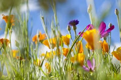 Spring Wild Flowers Royalty Free Stock Image Spring Wild Flowers Royalty Free Stock Image