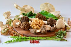 Spring Wild Food, Mushrooms And Plants, Side View, Close Up Stock Photo