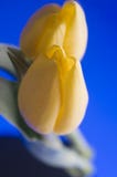 Spring Yellow Tulip Blossom On Blue Background Royalty Free Stock Photography