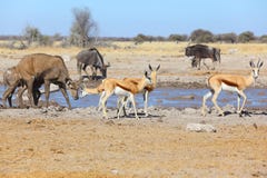 Springbok And Kudu At The Muddy Waterhole Royalty Free Stock Photos