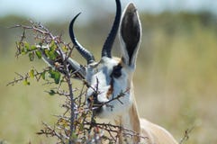 Springbok In Etosha Stock Photos