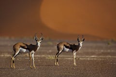 Springboks In Front Of Red Desert Dunes Royalty Free Stock Photo