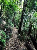 Springbrook Park rainforest in Australia. Trekking circuit stock photos Springbrook Park rainforest in Australia. Trekking circuit stock photos