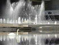 Springbrunn och swan royaltyfria bilder Springbrunn och swan royaltyfria bilder