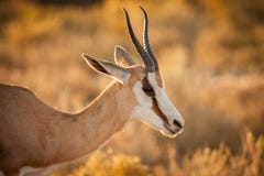 Springbuck ewe in golden light royalty free stock images Springbuck ewe in golden light royalty free stock images