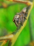 Springende Spinne auf einer Niederlassung stockfotografie Springende Spinne auf einer Niederlassung stockfotografie