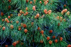 Springtime in the forest with trees on which cones grow stock photography Springtime in the forest with trees on which cones grow stock photography
